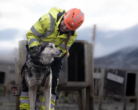 greendog-dog-sledding-on-wheels-17
