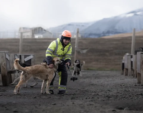 greendog-dog-sledding-on-wheels-4