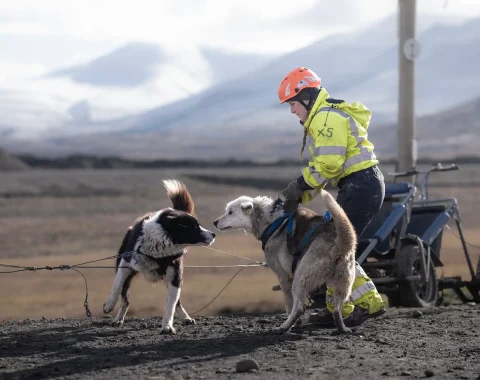 greendog-dog-sledding-on-wheels-41