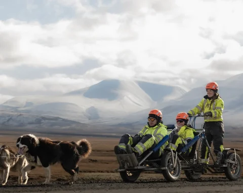 greendog-dog-sledding-on-wheels-52