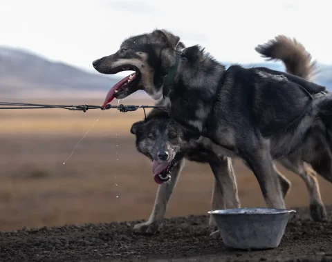 greendog-dog-sledding-on-wheels-56