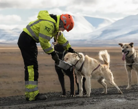 greendog-dog-sledding-on-wheels-58
