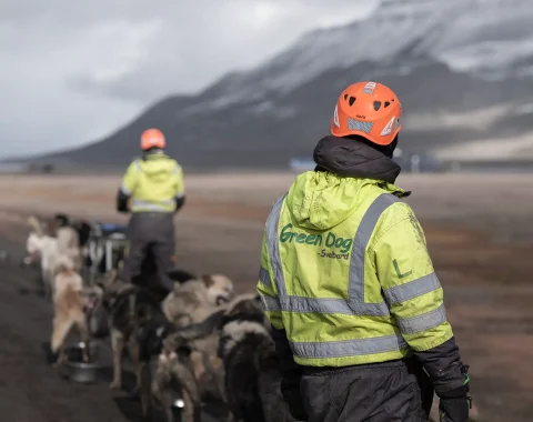 greendog-dog-sledding-on-wheels-66