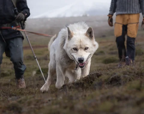 greendog-hiking-trip-to-fox-valley-48